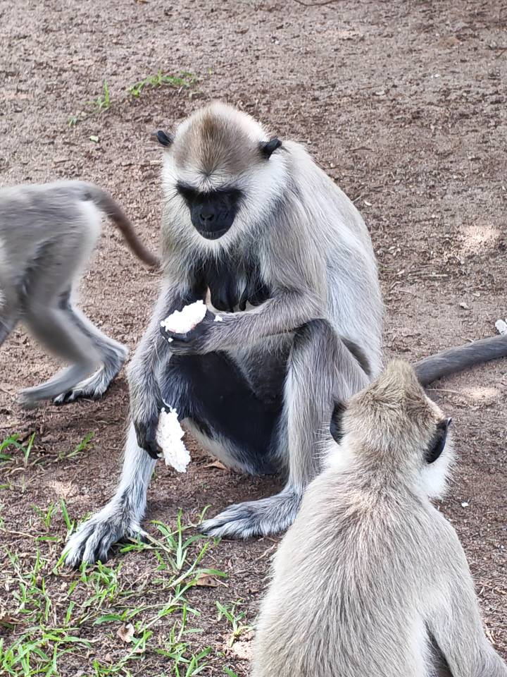 Grey langur monkeys sit on the ground eating white rice, one looking toward camera.