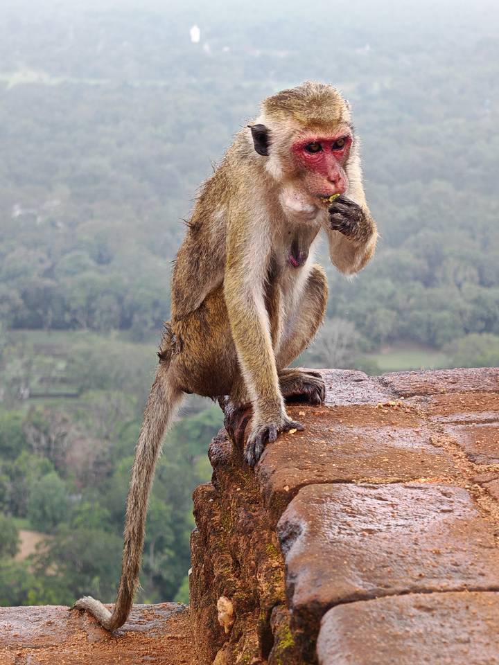 A brown monkey perches on a brick ledge nibbling food with a misty forest landscape in the background.