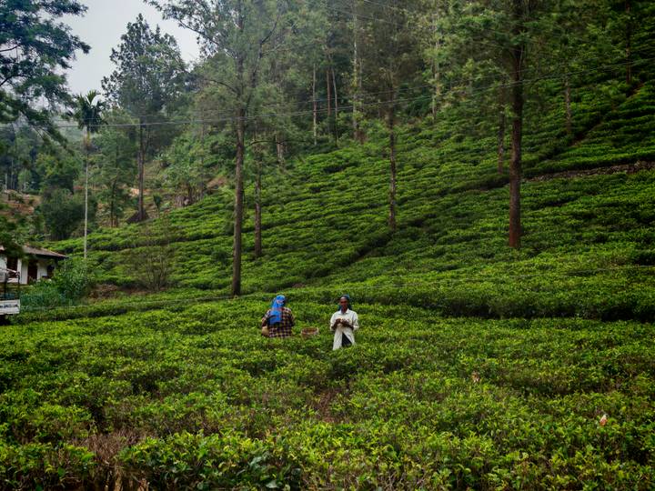 Two tea pickers work among lush terraced rows of vibrant green tea bushes on a hillside plantation.