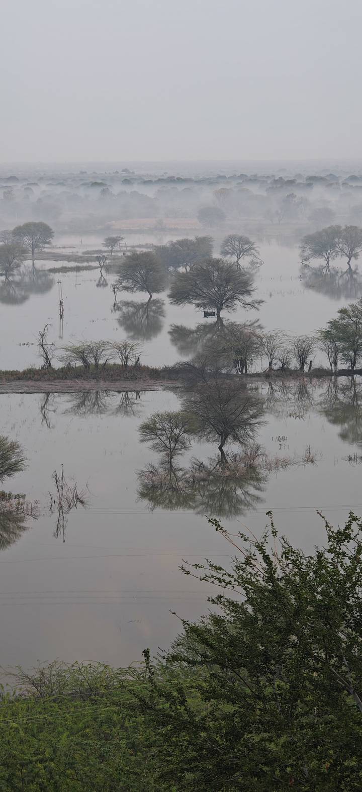 Leafless trees are mirrored in calm marshy water on a misty grey morning.