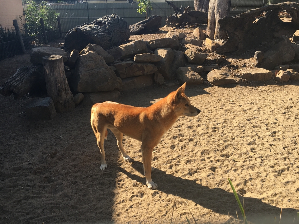 A dingo standing on sandy terrain in sunlight.