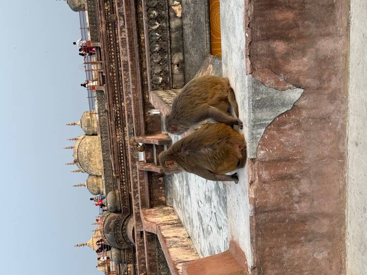 Two rhesus macaques sitting side by side on an ancient fort wall overlooking visitors