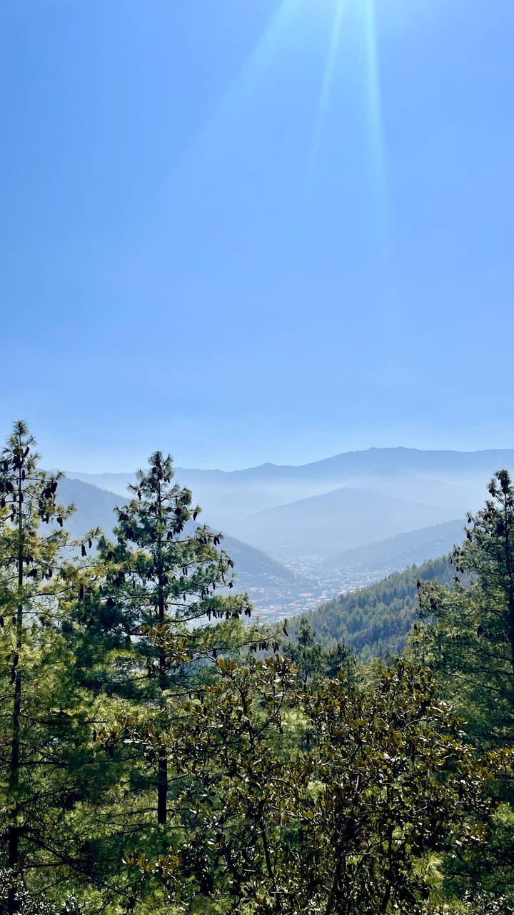 Hazy mountain valley view framed by pine trees under a flawless blue Bhutanese sky.
