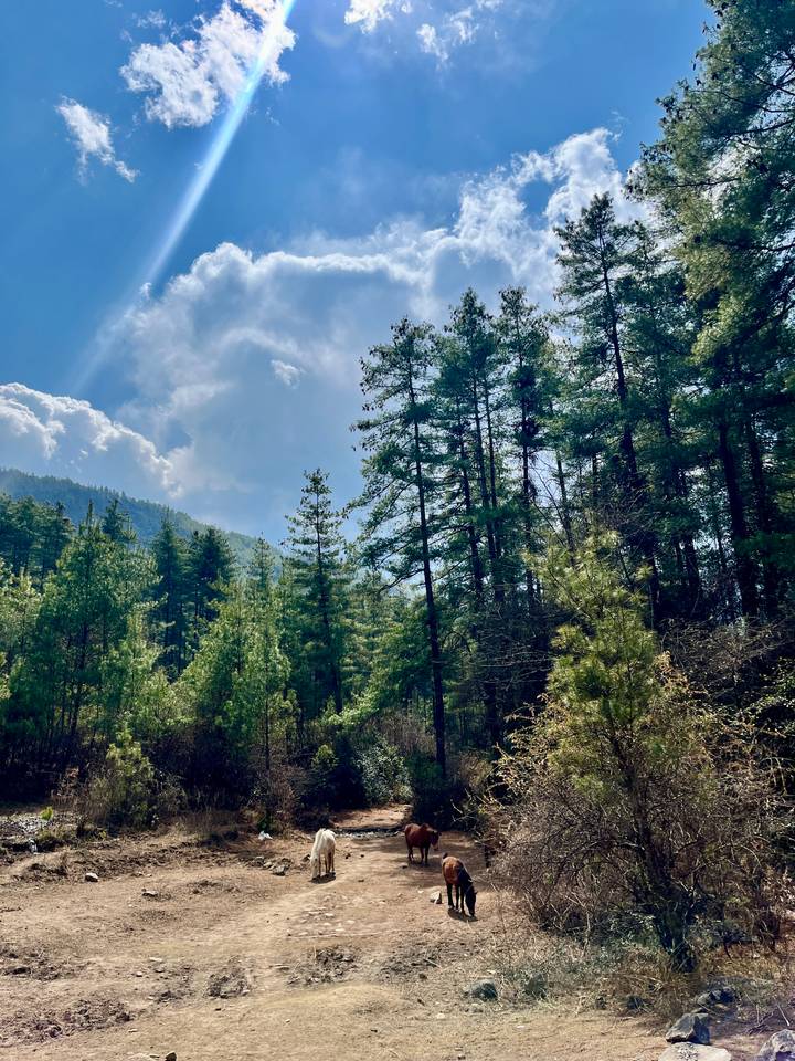 Sunlit Bhutanese forest with towering conifers under patchy blue skies and white clouds.