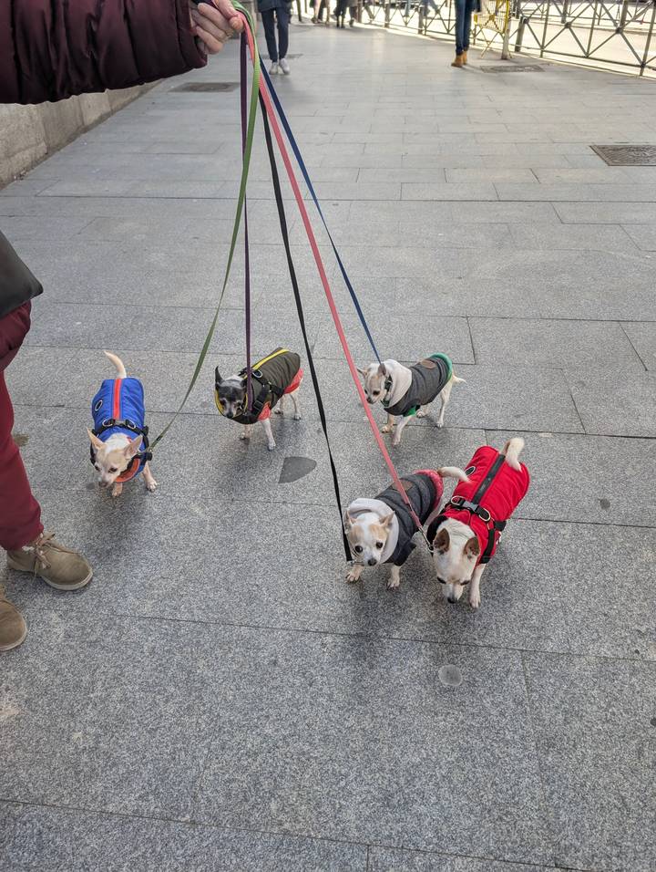 Five small dogs in colorful jackets stand on leashes along a city pavement.