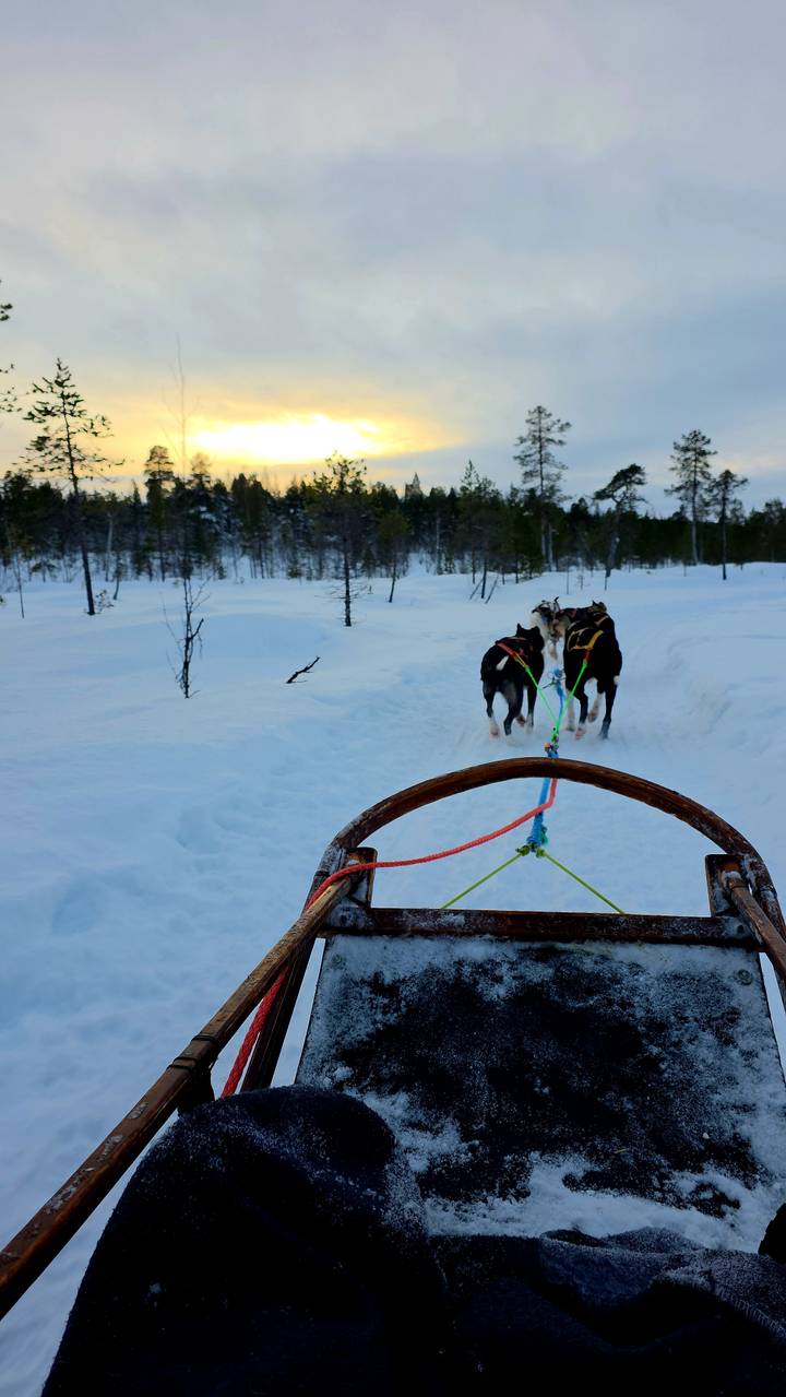 View from a dogsled as huskies pull through a snowy forest trail.