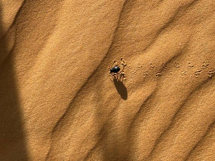 Black beetle making tracks across textured sand ripples in the Sahara sunlight