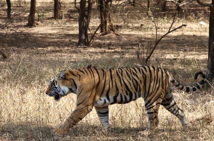 Bengal tiger striding through dry grass and forest in daylight.