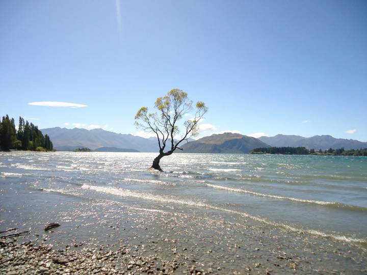 Iconic lone willow tree standing in the waters of Lake Wanaka with mountain ranges under clear skies.