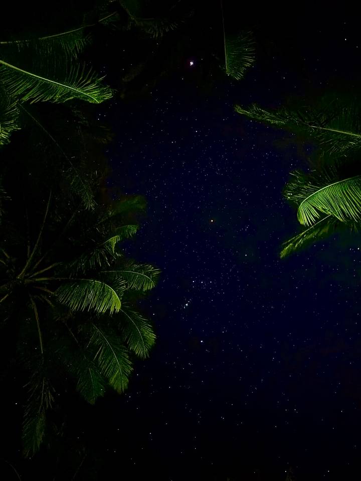 Clear night sky filled with stars framed by dark silhouettes of palm leaves.