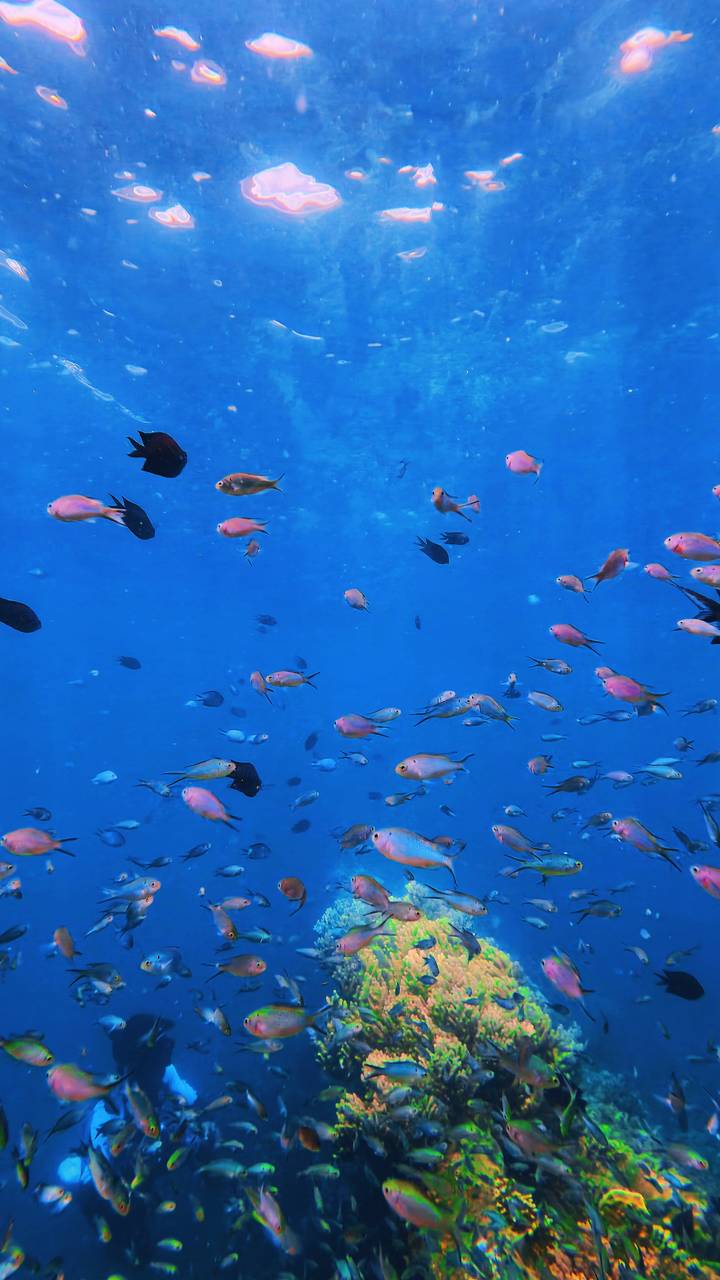School of colourful pink and orange reef fish swimming in clear blue ocean water.