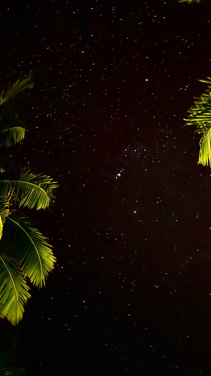 Star-filled night sky with faint palm fronds on the edge and noticeable digital noise.
