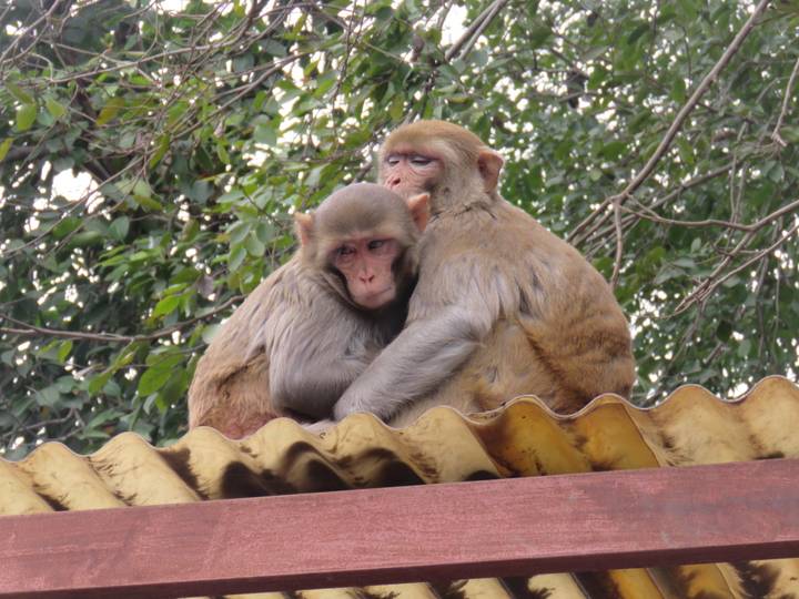 Two rhesus monkeys cuddle atop a corrugated roof beneath leafy branches.