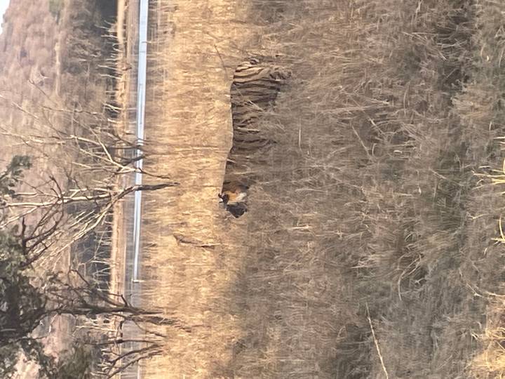 Wild Bengal tiger walking through tall dry grass beside a lake in the early morning.
