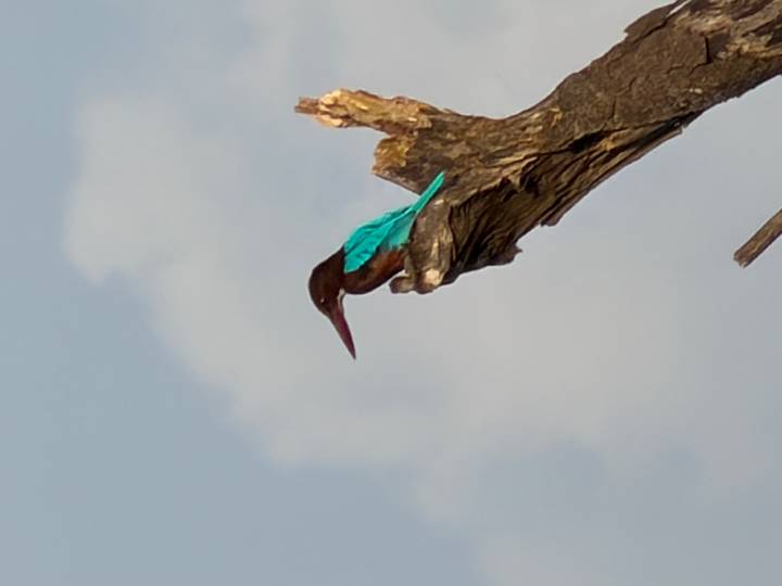 A vivid kingfisher with turquoise wings perched on a bare branch.