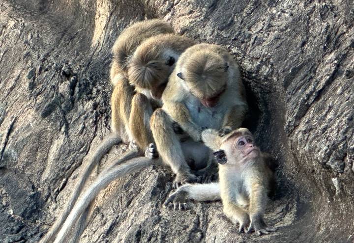 A trio of monkeys grooming on a rugged rock face.