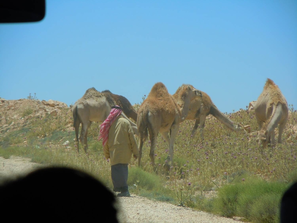 Personne marchant avec des chameaux sur un chemin désertique.