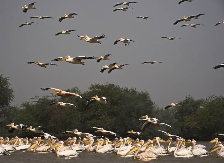 Large flock of pelicans soars against a gray sky above treetops and a gathering of birds on the ground.