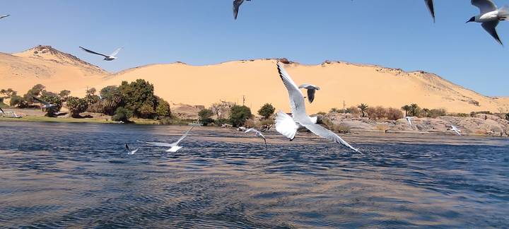 Seagulls fly low over the Nile River with golden desert dunes rising in the background.