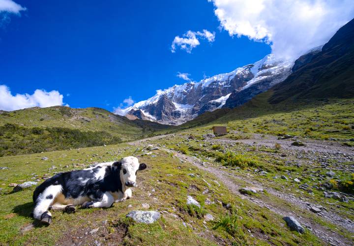 Black and white cow resting on alpine grassland beneath towering snowy mountains.