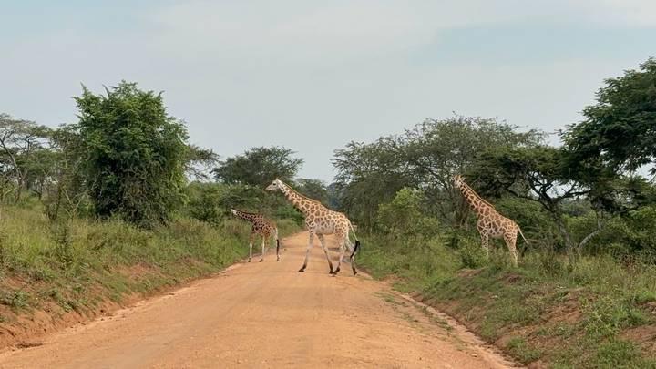 Three giraffes cross a dusty safari track amid green bushland.