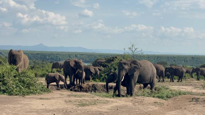 Large herd of elephants gathered around a mud hole with distant mountains under scattered clouds.