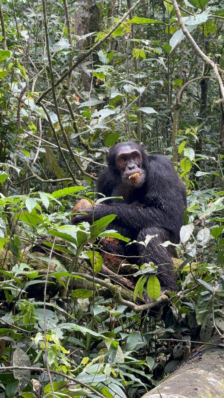 Close-up of a chimpanzee eating fruit among dense rainforest foliage.