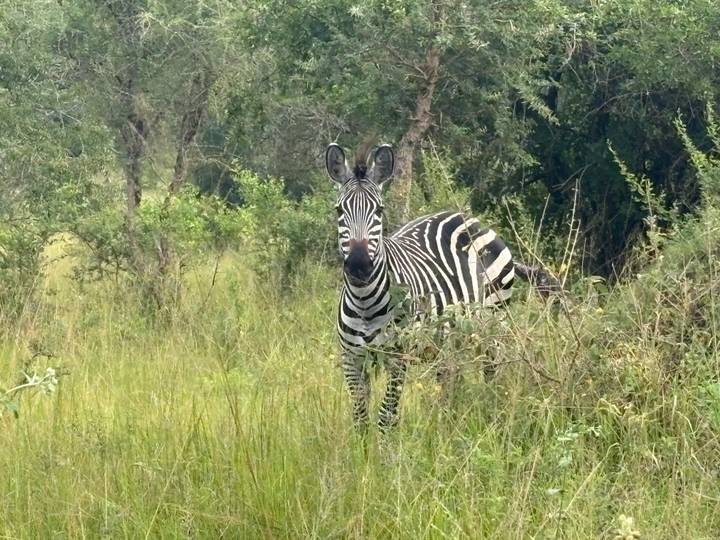 Zebra stands alert in tall grass with woodland backdrop.
