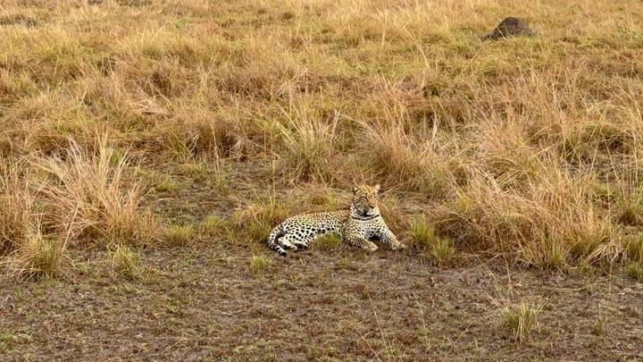 Leopard resting in dry grassland blending into the golden vegetation.