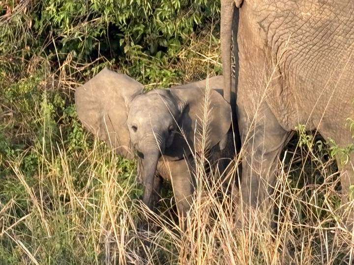 Baby elephant sheltered beside an adult among tall dry grasses.