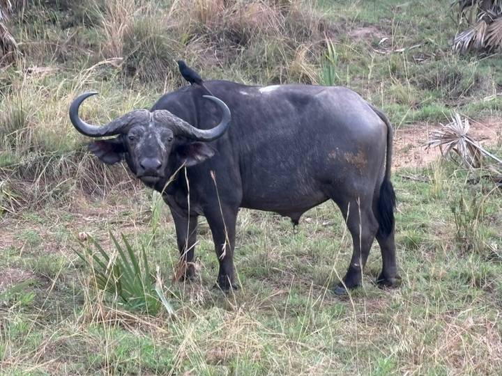 African buffalo stands alert on grassy ground with a small bird perched on its back.