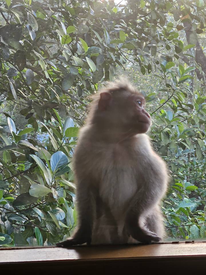 Close-up of a macaque monkey gazing sideways against a leafy green background.