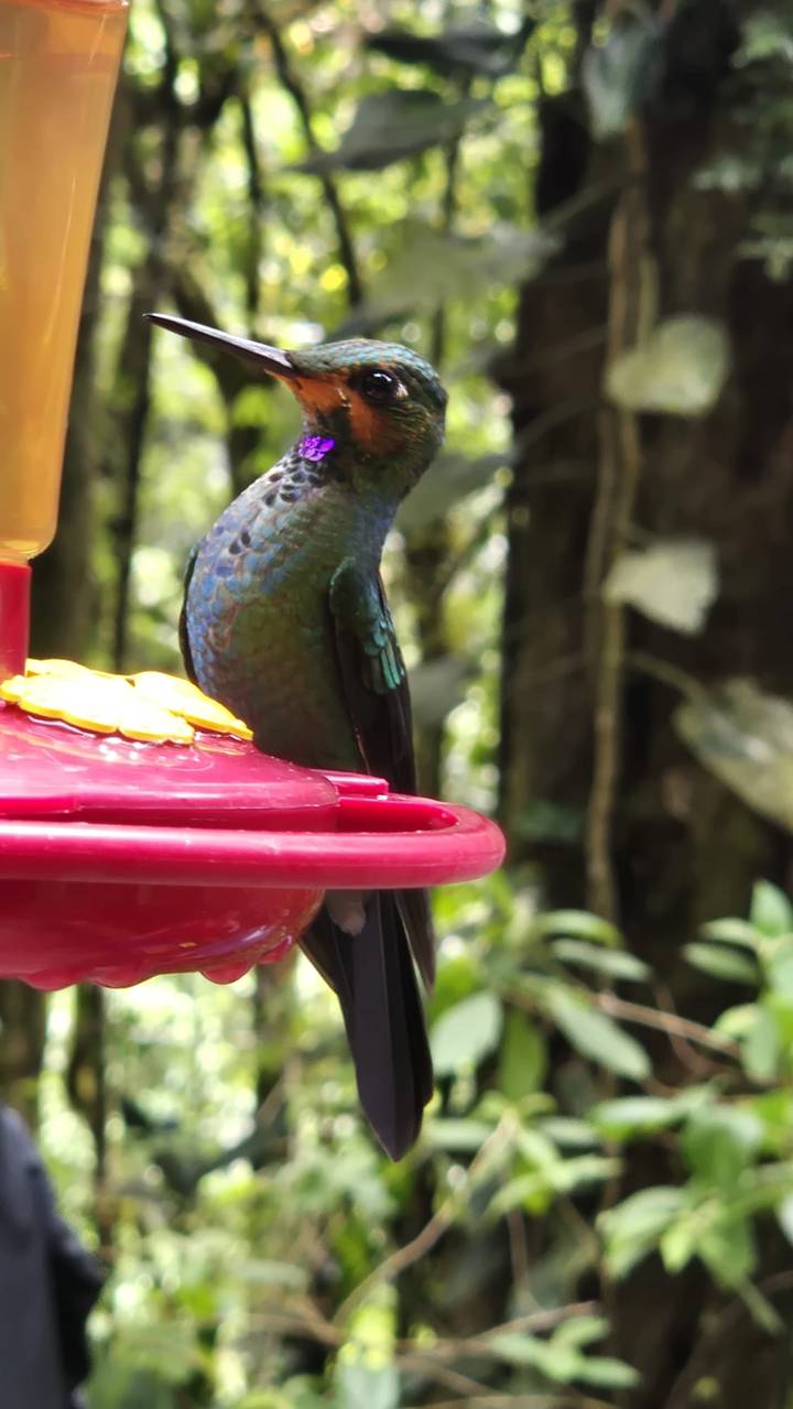 Colorful hummingbird feeding at a red nectar station in a lush forest setting.