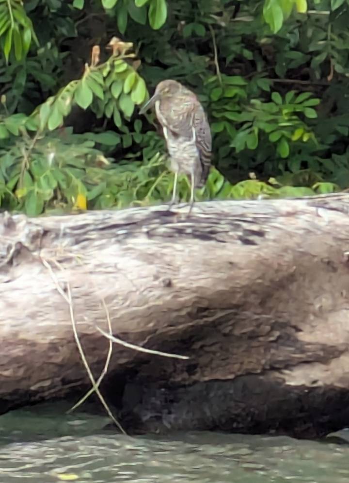 Blurry close-up of a bird standing on a fallen log in dense shrubbery.