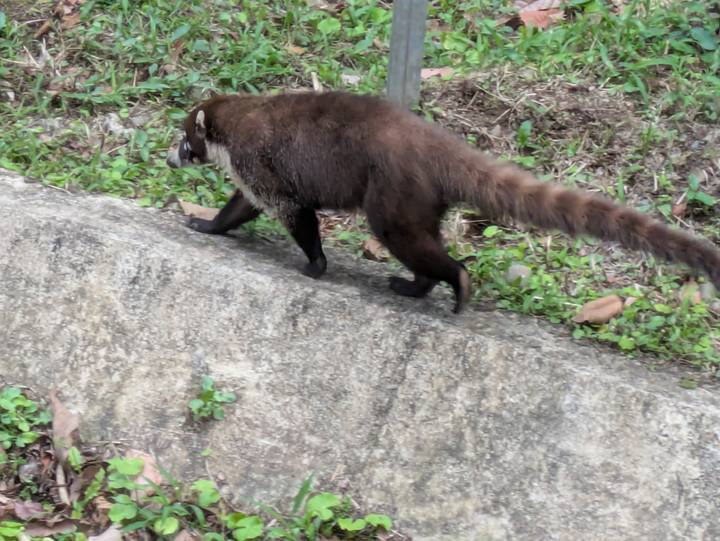 Coati walking along a concrete edge in a green roadside environment.