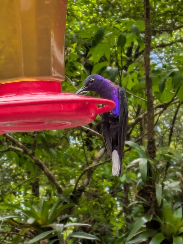 Purple-throated hummingbird drinking from a feeder amid green foliage.