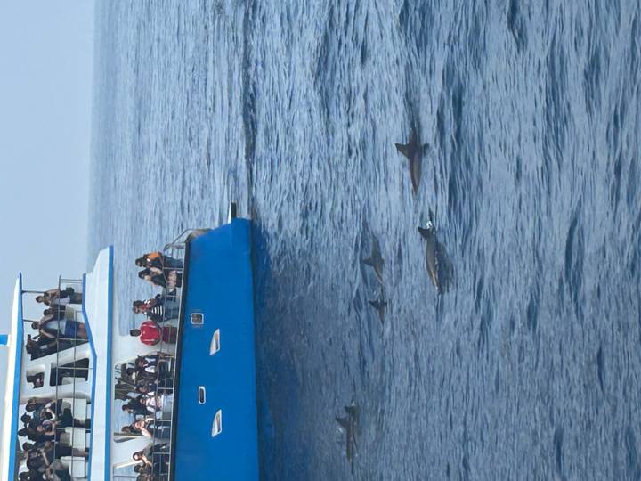 Tourists watch a pod of dolphins swimming beside a blue excursion boat on calm ocean waters.