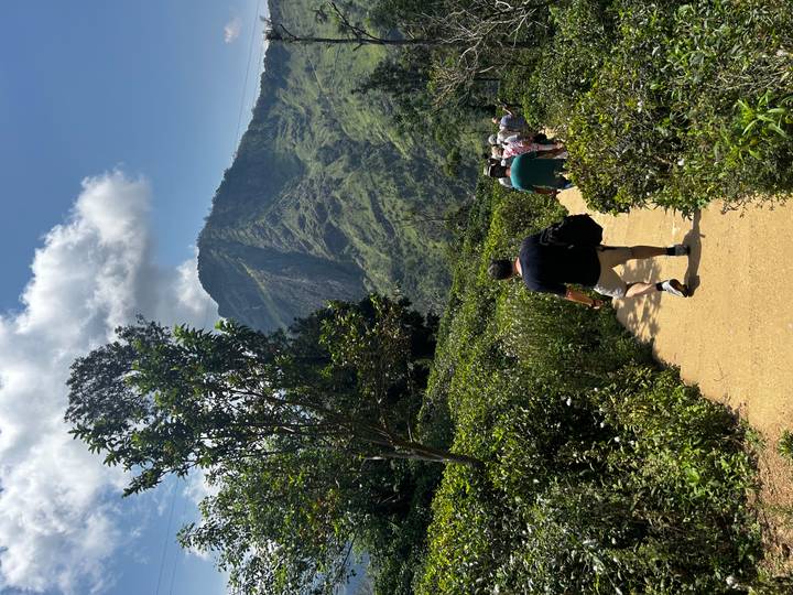 Hikers follow a dirt path through verdant tea plantations toward steep green mountains.
