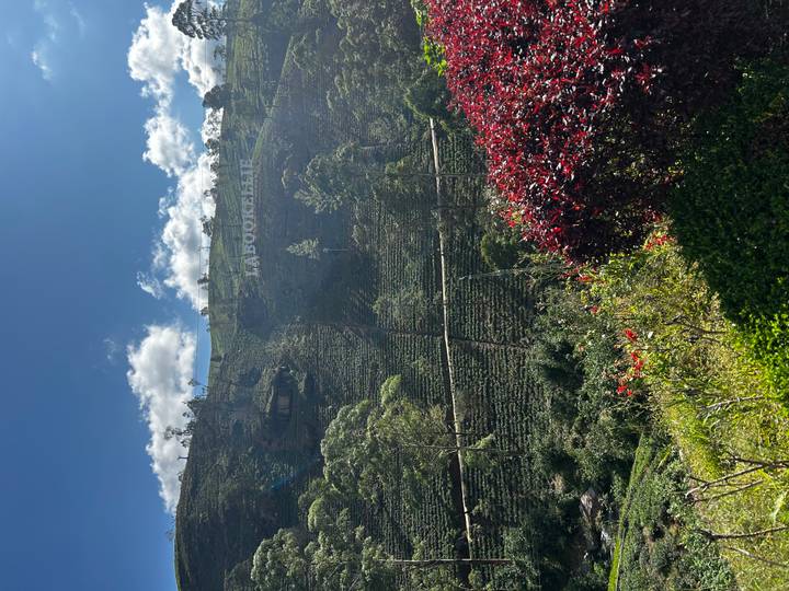 Rolling tea fields rise to a ridge marked by a bold white LABOOKELLIE sign under blue skies.