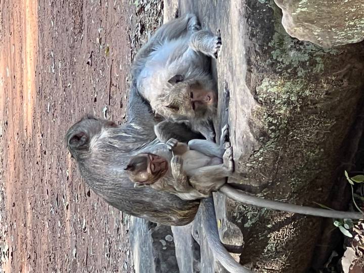 Mother and baby macaque resting together on a rock in shady forest floor.