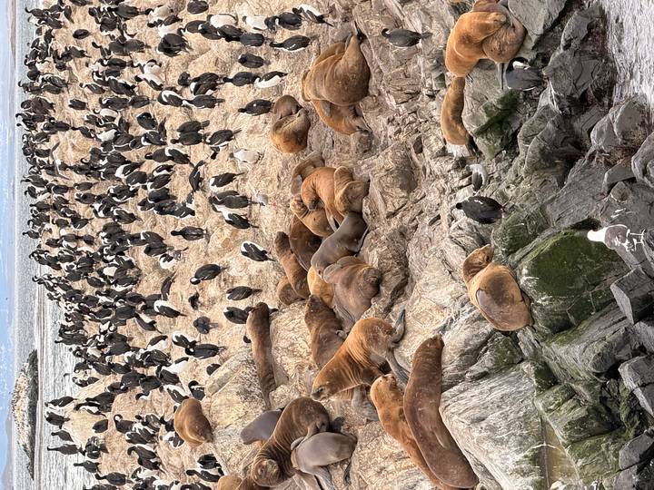 Large group of sea lions sprawled on rocky island alongside hundreds of black-and-white seabirds by the water.