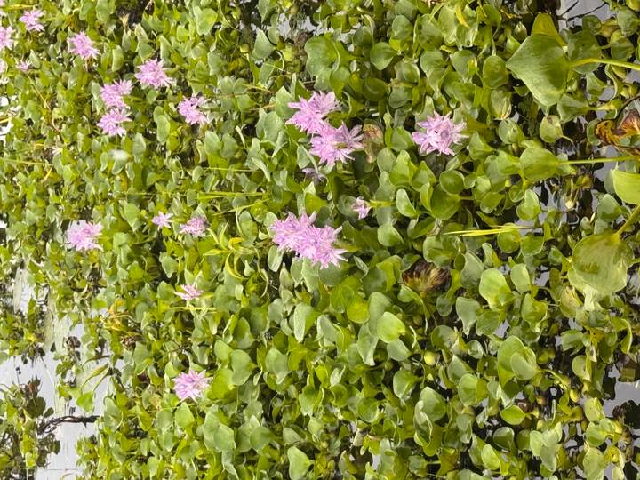 Cluster of pink water hyacinth flowers floating among dense green aquatic leaves.