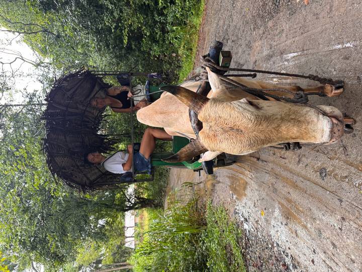 Ox-drawn cart carrying two travellers along a forest path with thatched canopy overhead.