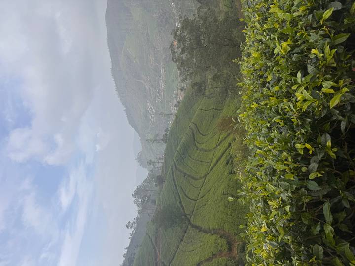 Lush green tea plantations covering rolling hills under a partly cloudy sky in Sri Lanka’s highlands.
