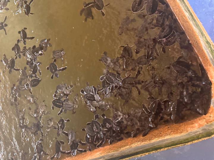 Dozens of tiny sea turtles swimming in a hatchery tank filled with murky water.