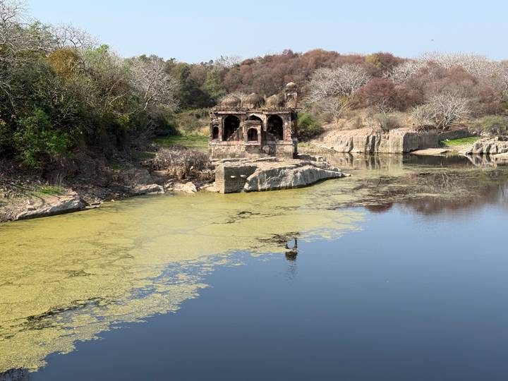 Small ruined pavilion stands partly submerged in a tranquil forest lake with algae covering the edges.