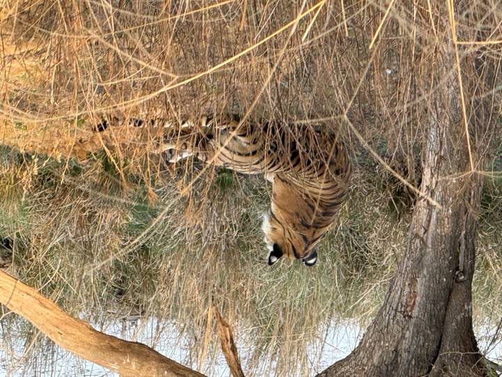 Tiger lies hidden among dry grasses with its back turned to the viewer.