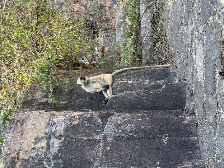 Gray langur monkey sits upright on a rock ledge surrounded by greenery.