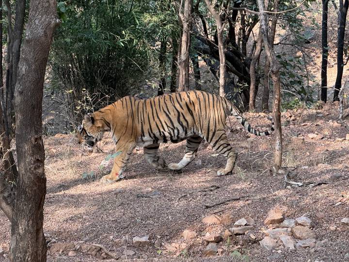 Tiger strides through a rocky woodland path with dappled light filtering through trees.
