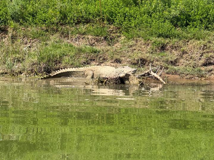 Large crocodile basks on a muddy riverbank beside green-tinted water.